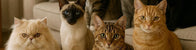 CATS