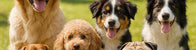 DOGS